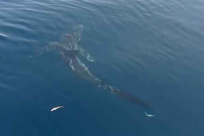 Saros’ta 2,5 metrelik köpekbalığı balıkçıları şaşırttı