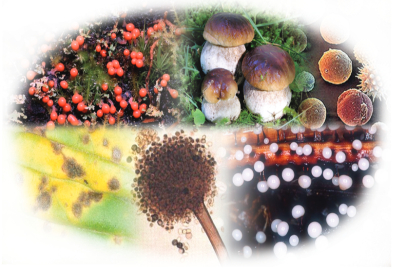 Gıdalardaki bitki toksinlerine ilişkin numunelere AB uyumu