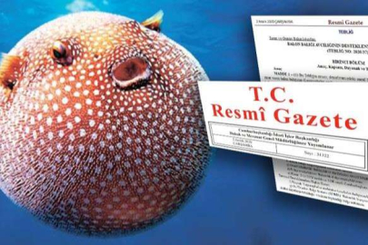 Balon balığı avcılığına yeni destek… Ödemeler artıyor!