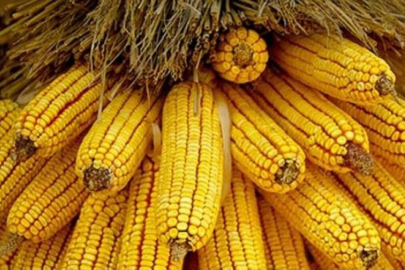 Ton başına alım fiyatı belli oldu