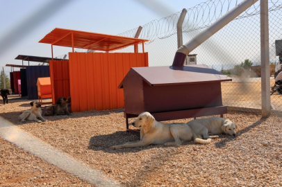 Doğal SİT’lerde hayvan bakımevleri için yeni ilke kararı!