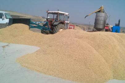 Çeltik maliyeti belli oldu… 1 kg çeltik 41,80 TL