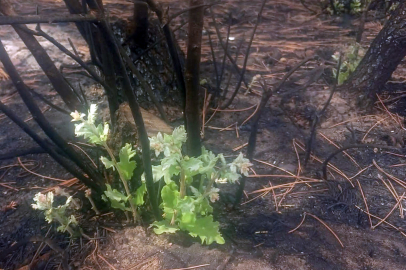 Enez’de yangın sonrası mucize! Meşe ağacı küllerden yeniden yeşerdi