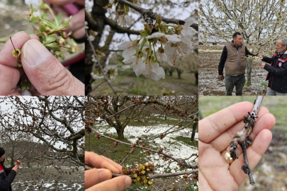 Zirai don mağduru çiftçilere destek müjdesi… 65 ilde 16 ürün için ödemeler başlıyor