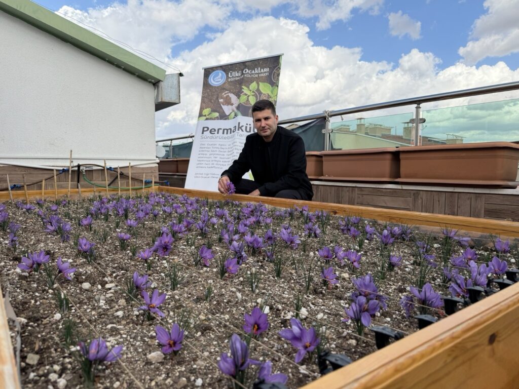 Ülkü Ocakları Genel Merkezi’nin Terasında Safran Hasadı!