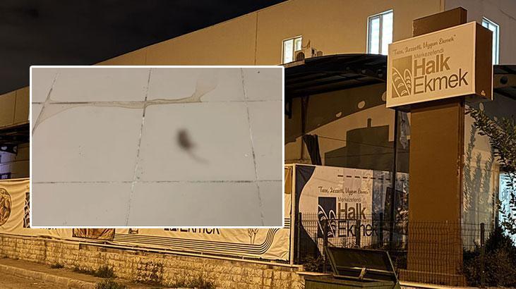 Mide bulandıran görüntü gerçek çıktı! Halk ekmek fabrikasında fare skandalı