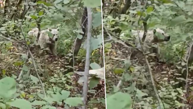 Kar yağışı başladı ortaya çıktılar! İlk kez görüntülendi: Bu, olağan ve doğal bir durumdur