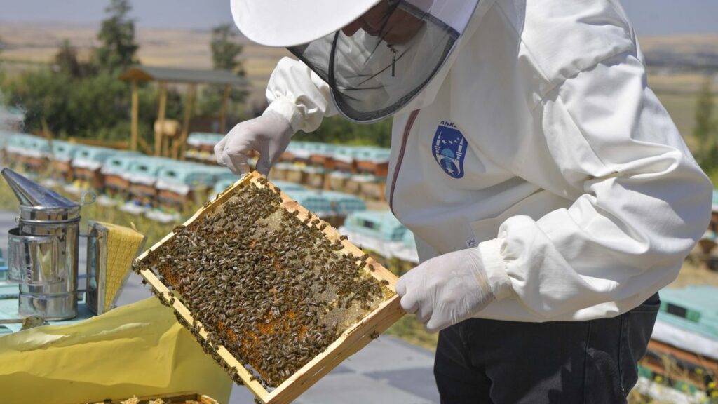 ABB’den arı üreticilerine büyük destek – Birlik Haber Ajansı