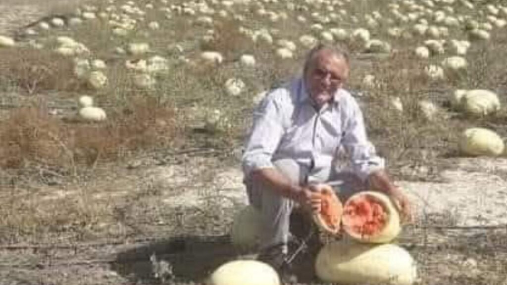 Dağ domuzu yerliyi seçti: Hayvanlar bile ithal tohumu yemiyor – Birlik Haber Ajansı