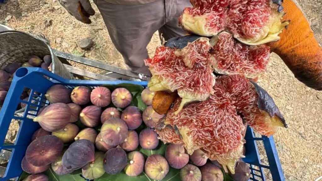 İbradı’da Bursa siyah inciri hasadında sona gelindi – Birlik Haber Ajansı