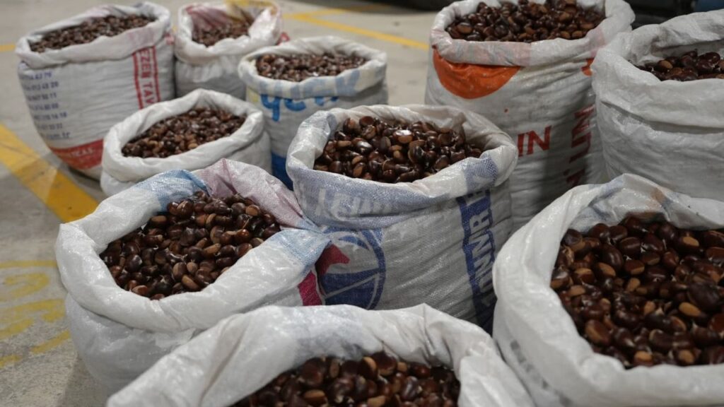 Coğrafi işaretli “Düzce Kuzu Kestane” pazarda satışta – Birlik Haber Ajansı