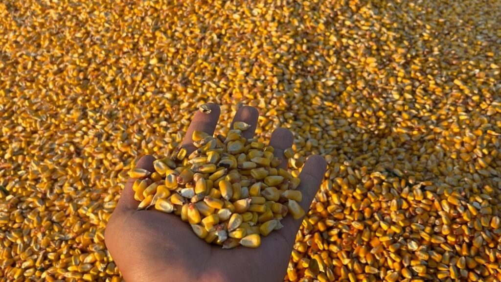 TİGEM, 1400 ton dane mısırı açık artırmayla satışa sunuyor – Birlik Haber Ajansı