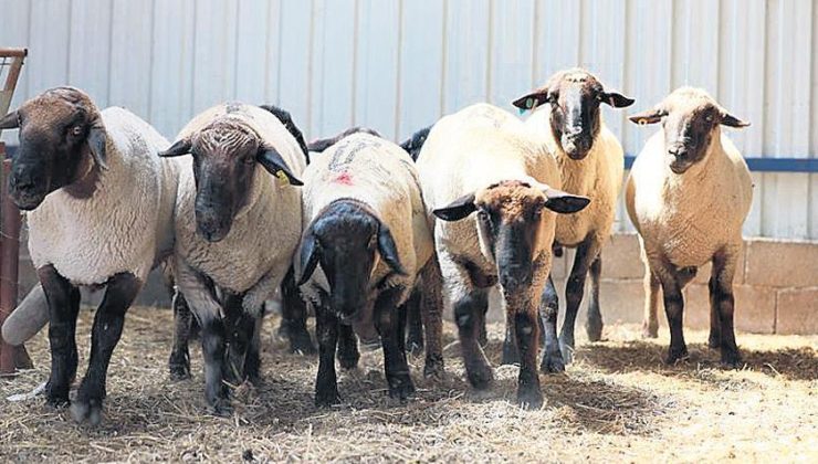 Ette ‘Balıkesir kuzusu’ oyunu