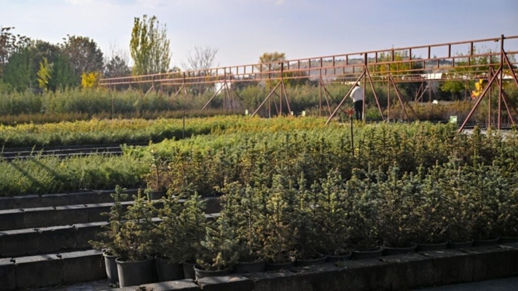 “Geleceğe Nefes” 6 yılda 34 milyon fidanı yeşillendirdi – Birlik Haber Ajansı