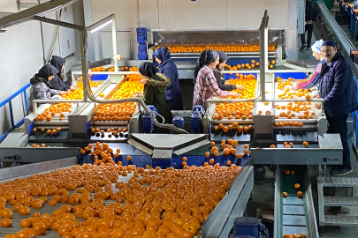 Mandalina ihracatı tarih yazıyor