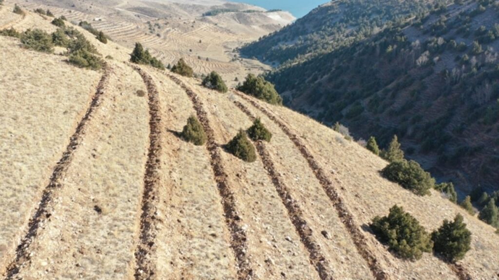 Doğu Anadolu’da yaklaşık 9 milyon fidan ve tohum toprakla buluşturuldu – Birlik Haber Ajansı