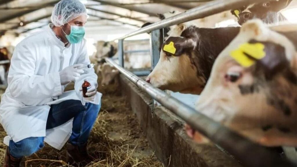 Kuşadası’nda canlı hayvan giriş-çıkışları yasaklandı – Birlik Haber Ajansı