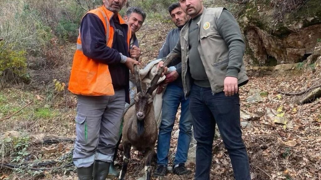 Antalya Gazipaşa’da yaralı yaban keçisi tedavi altına alındı – Birlik Haber Ajansı
