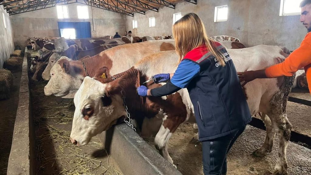 Kars’ta Buzağı kayıplarına karşı septisemi aşısı seferberliği sürüyor – Birlik Haber Ajansı