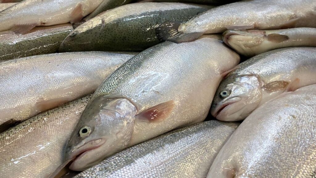 Türk somonu dünya pazarında büyüyor: Hedef milyar dolar – Birlik Haber Ajansı