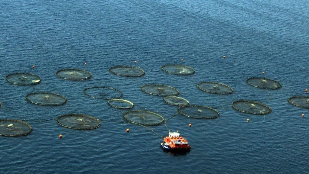 Türkiye, Akdeniz ve Karadeniz balıkçılığında lider konumda – Birlik Haber Ajansı