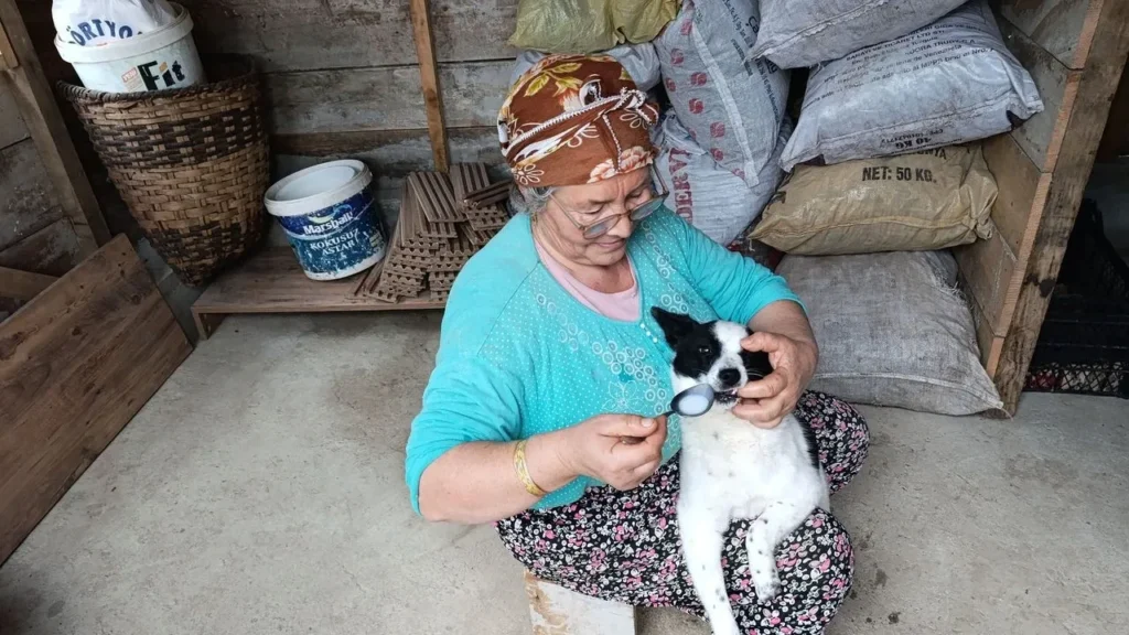 Yaralı köpeği anne şefkatiyle hayata döndürdü – Birlik Haber Ajansı