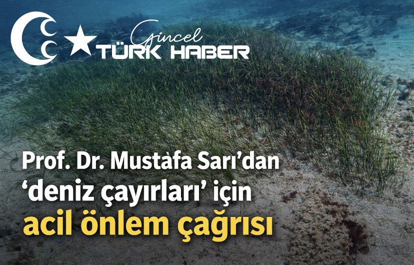 Prof. Dr. Mustafa Sarı’dan ‘deniz çayırları’ için acil önlem çağrısı