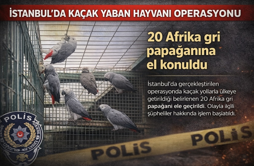 İstanbul’da kaçak yaban hayvanı operasyonu… 20 Afrika gri papağanına el konuldu