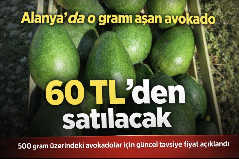 Alanya’da o gramı aşan avokado 60 TL’den satılacak