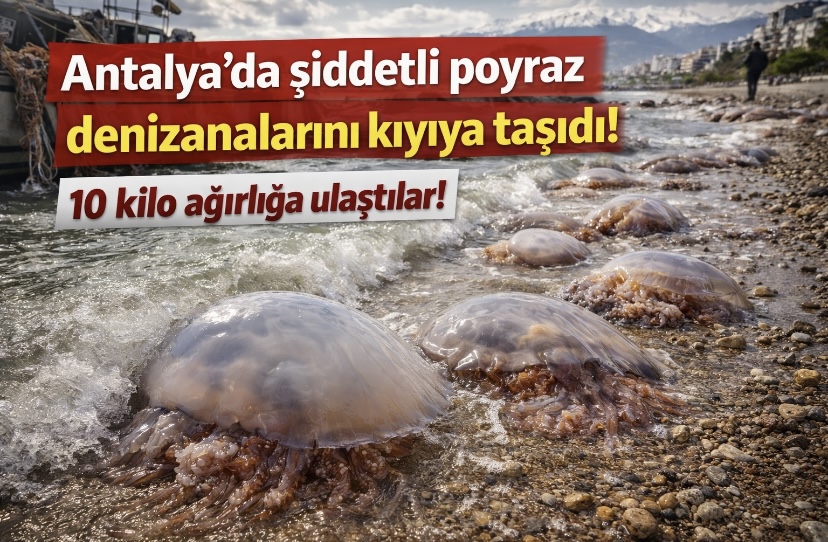 Antalya’da şiddetli poyraz denizanalarını kıyıya taşıdı!