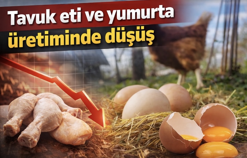 Tavuk eti ve yumurta üretiminde düşüş