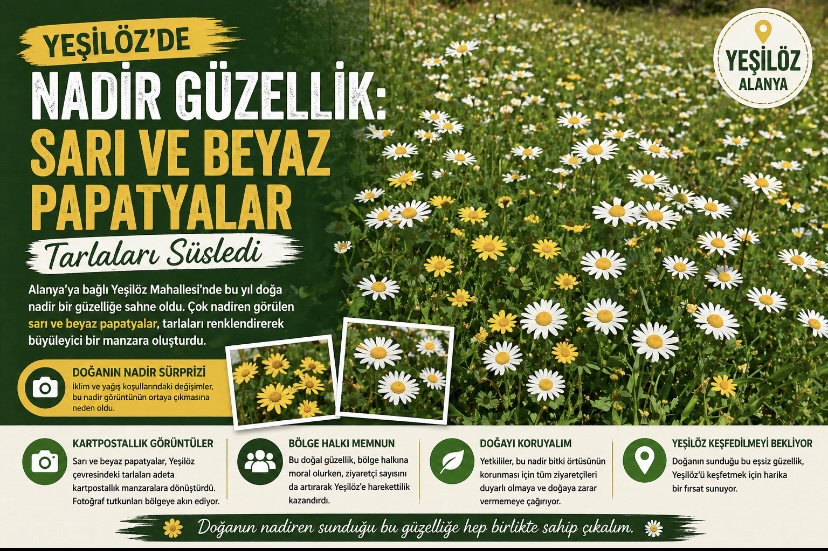 Yeşilöz’de Nadir Güzellik: Sarı ve Beyaz Papatyalar Tarlaları Süsledi