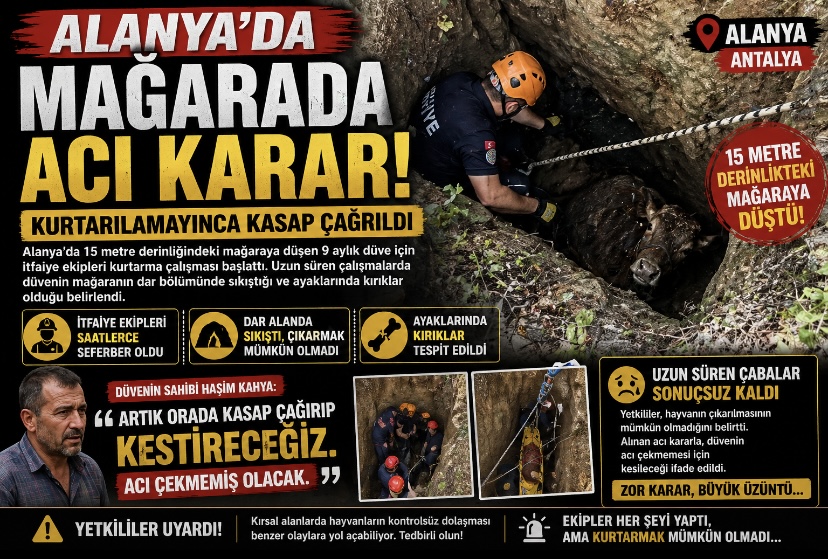 Alanya’da Mağarada Acı Karar: Kurtarılamayan Düve İçin Kasap Çağrıldı