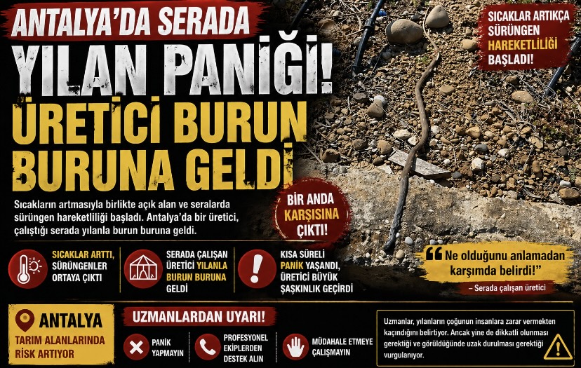Antalya’da Serada Yılan Paniği: Üretici Burun Buruna Geldi
