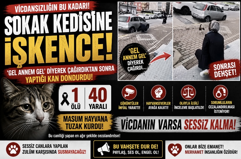 Sokak kedisine işkence! ‘Gel annem gel’ diyerek çağırdıktan sonra yaptığı kan dondurdu