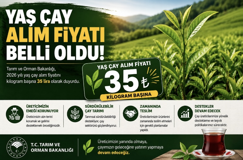 Yaş çay alım fiyatı belli oldu!