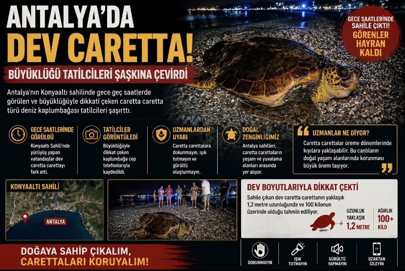 Antalya’da Dev Caretta! Büyüklüğü Tatilcileri Şaşkına Çevirdi