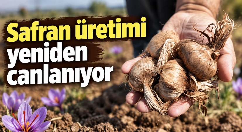Safran üretimi yeniden canlanıyor