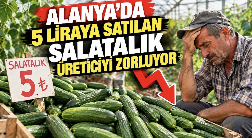 Alanya’da 5 Liraya Satılan Salatalık Üreticiyi Zorluyor
