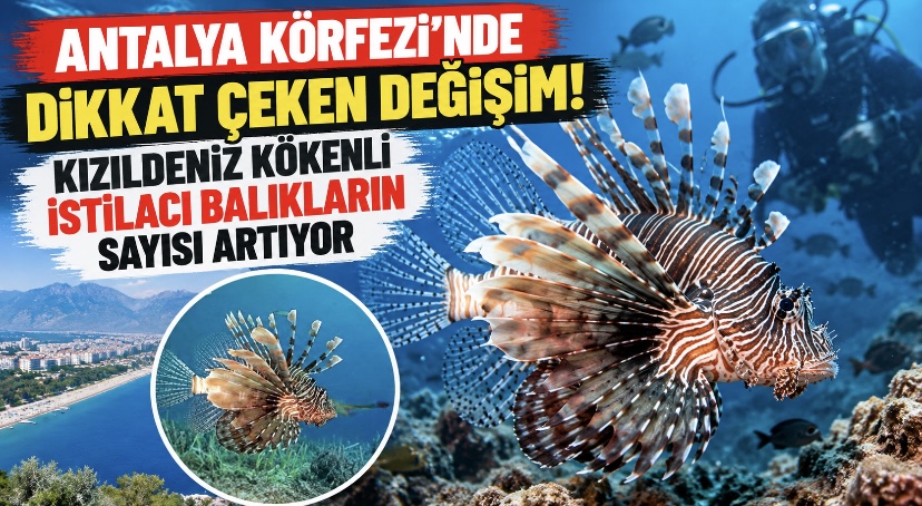 Antalya Körfezi’nde Dikkat Çeken Değişim: Kızıldeniz Kökenli İstilacı Balıkların Sayısı Artıyor