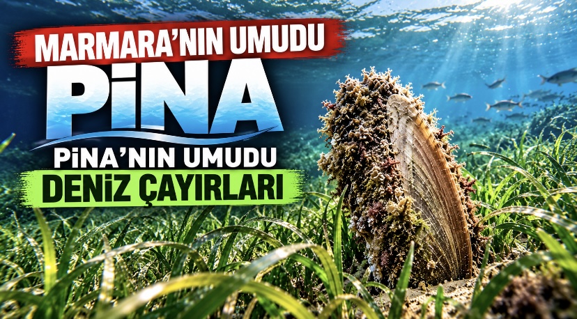 Marmara’nın Umudu Pina, Pina’nın Umudu Deniz Çayırları